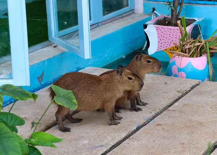 Casa De Capybara Siem Reap